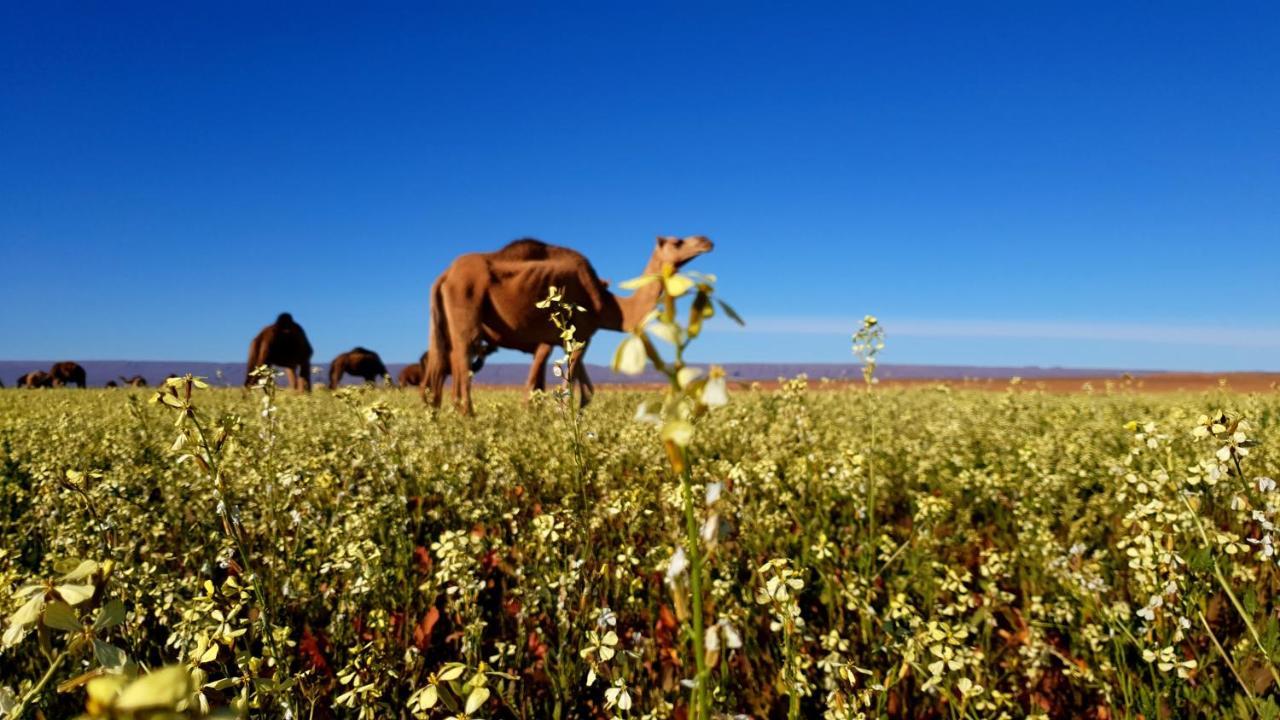 ホテル Sahara Luxury Camp Vip メルズーガ エクステリア 写真